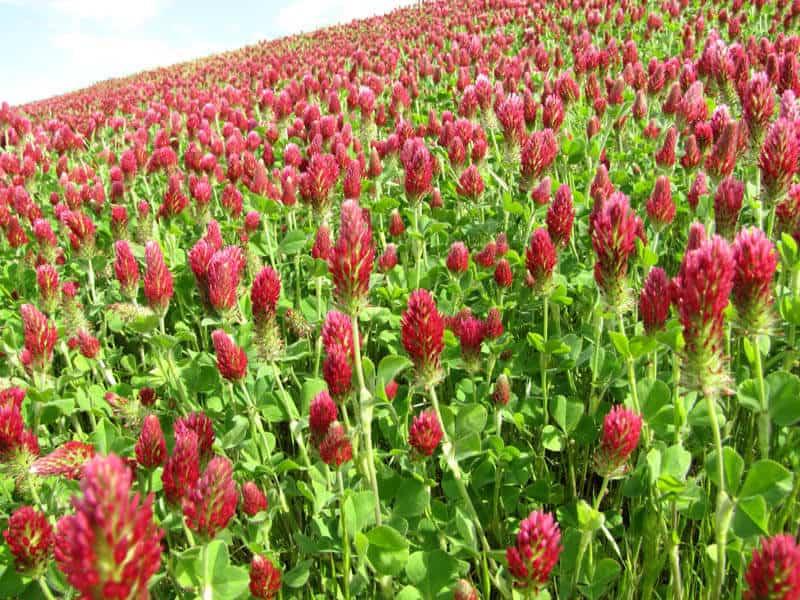 Field of Crimson Clover flowers